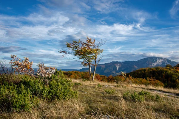 Windiges Wetter Berglandschaft Mit Baum — Stockfoto