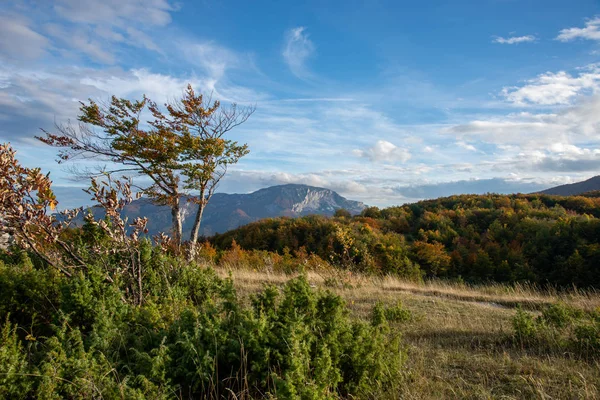 Windiges Wetter Berglandschaft Mit Baum — Stockfoto