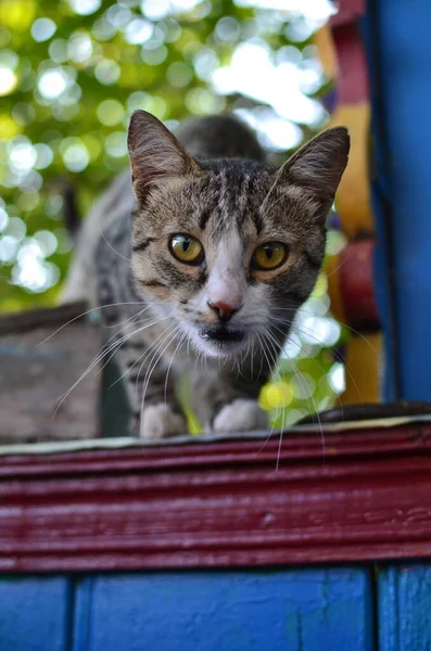 Closeup Wary Grey Mongrel Cat Jumping Fence — Stock Photo, Image