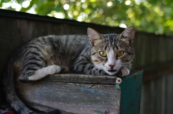 Closeup Wary Grey Mongrel Cat Lying Postbox — Stock Photo, Image
