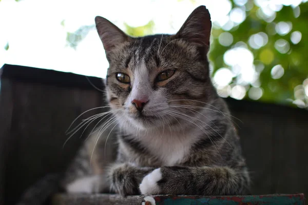 Closeup Relaxing Fluffy Grey Tabby Mongrel Cat Lying Postbox — Stock Photo, Image