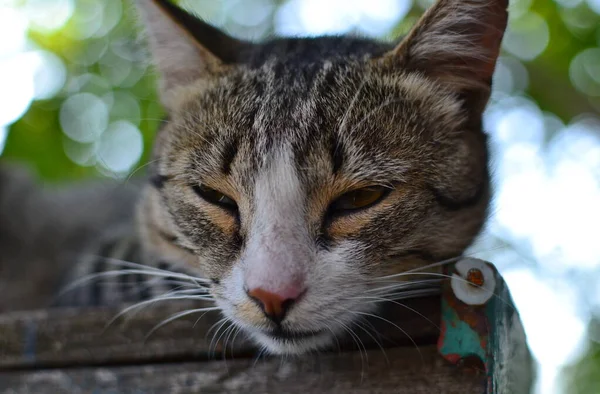 Closeup Napping Fluffy Gray Tabby Shorthair Mongrel Cat Lying Postbox — Stock Photo, Image