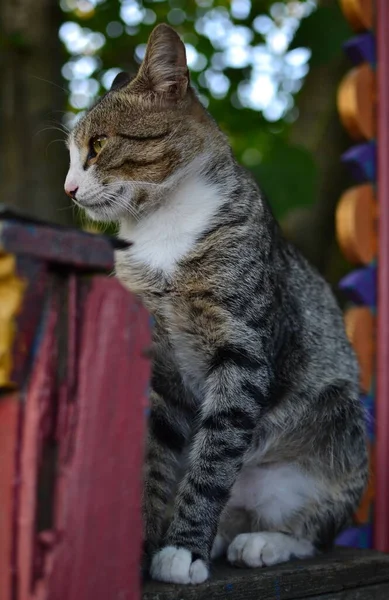 Portrait Gray Striped Mongrel Cat Sitting Painted Fence — Stock Photo, Image