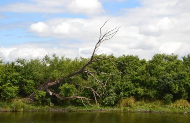 Kurumuş ağaçlı manzara, yeşil çalı ve gölde bulutlu mavi gökyüzü.