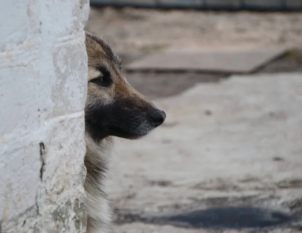 Close Head Young Yellow Pariah Dog Peeking Corner — Stock Photo, Image