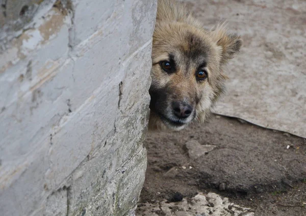 Primer Plano Cabeza Joven Perro Paria Amarillo Mirando Vuelta Esquina — Foto de Stock