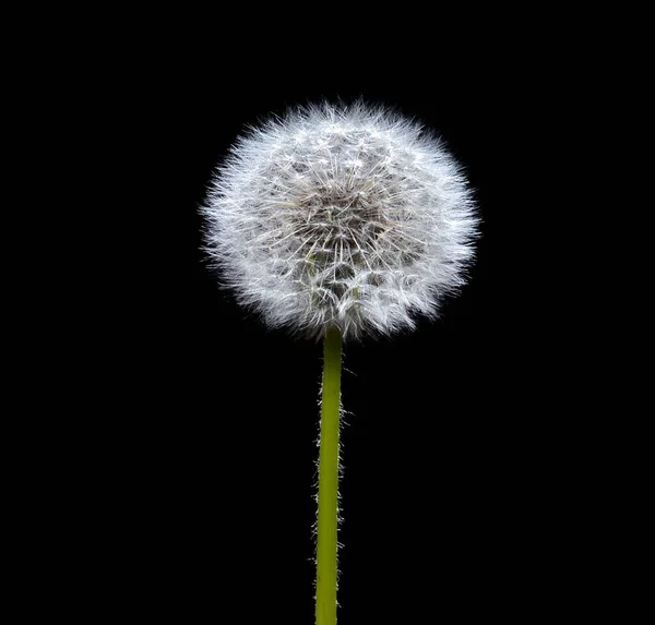 Close Van Een Enkele Rijpe Pluizige Blowball Geïsoleerd Zwarte Achtergrond — Stockfoto