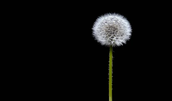 Close Single Ripened Fluffy Dandelion Isolated Black Background — Stock Photo, Image