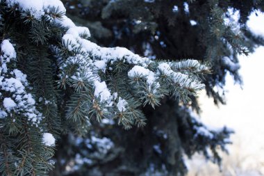 Karlı köknar ağaçları ve kozalaklı Noel arkaplanı. Sığ odaklanma. Noel duvar kağıdı konsepti. Uzayı kopyala Xmas ve Yeni Yıl teması. 