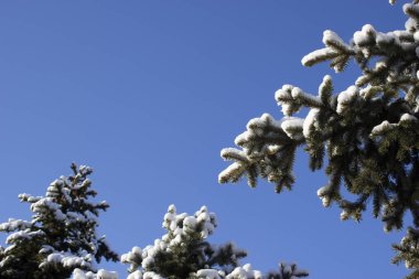 Karlı köknar ağaçları ve kozalaklı Noel arkaplanı. Sığ odaklanma. Noel duvar kağıdı konsepti. Uzayı kopyala Xmas ve Yeni Yıl teması. 