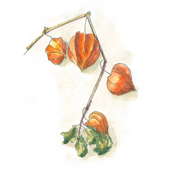 Krásné Akvarel Oranžová Physalis Izolovaném Pozadí Byli Jsme Loveni Větvi — Stock fotografie