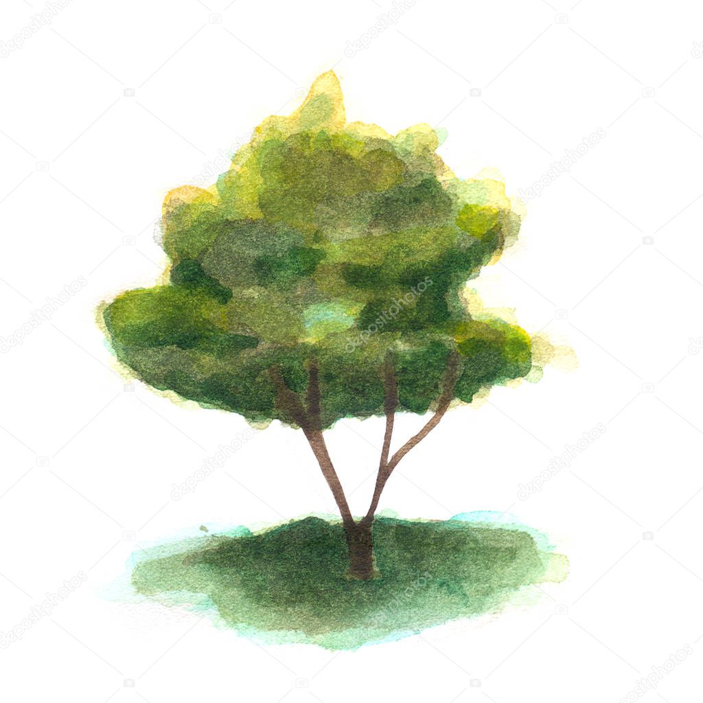 Watercolor tree illustration drawn by hand. Set of Christmas trees