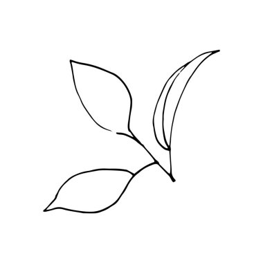 El yapımı zeytin dalı. Beyaz arka plan. İzole edilmiş. Vect