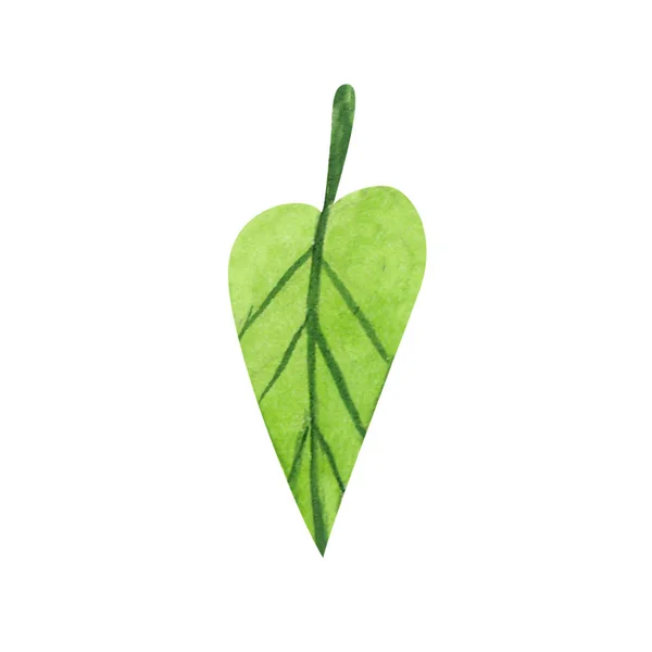 Zelené rostlinné prvky. tropické sbírky. izolovat ilustraci — Stock fotografie
