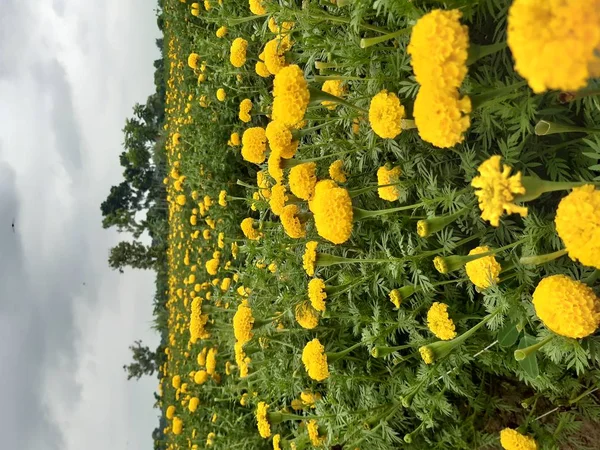 Flor Amarilla Caléndula Verde Árbol Cielo Nuboso Campo Agrícola — Foto de Stock