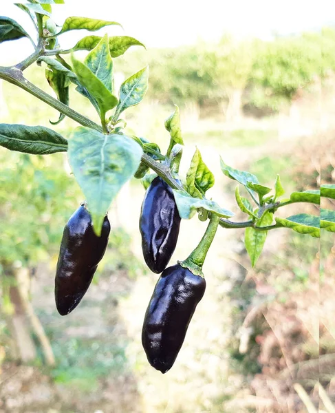 Zwarte chili — Stockfoto