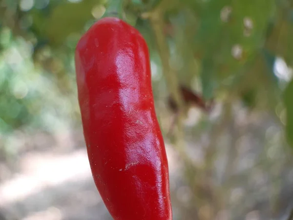 Mogen peppar. — Stockfoto