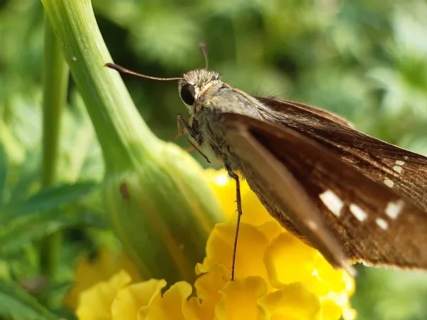 Uma borboleta cinza senta-se na flor . — Fotografia de Stock