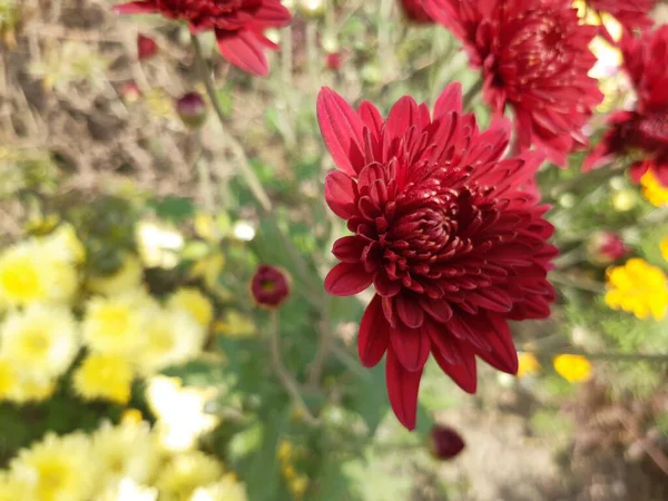 Albero verde sono fiori rossi e gialli e bianchi . — Foto Stock