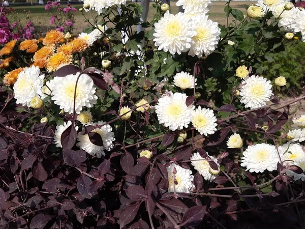 Alberi verdi hanno bianco, fiori gialli e sfondi verdi . — Foto Stock