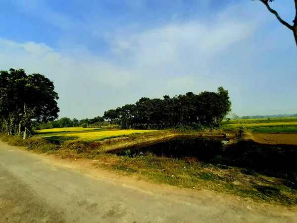 Sul lato della strada ci sono campi coltivati di senape gialla, stagni e altri alberi verdi . — Foto Stock