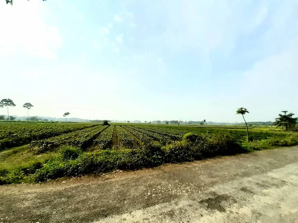 У сільській дорозі й штаті Західний Бенгал, Індії, є зелена рослинна земля й білі хмари в синьому небі.. — стокове фото