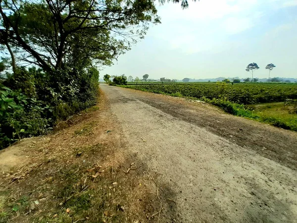 インド西ベンガル州の村道や道路周辺の緑豊かな農地やその他の緑の木. — ストック写真