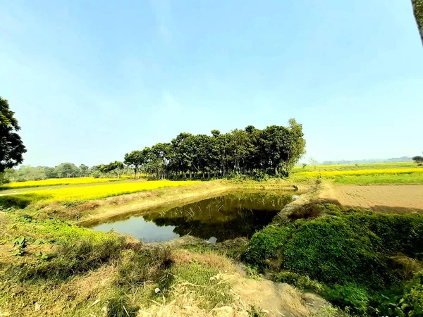 Tierra de mostaza amarilla, estanque y cielo azul claro . — Foto de Stock