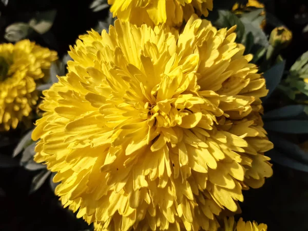 Flor de caléndula de color amarillo en el árbol verde del parque . — Foto de Stock