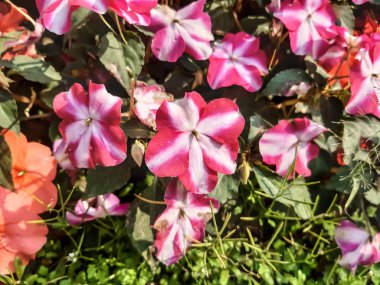 Yeşil ağaçta beyaz kırmızı çiçek ve yeşil arkaplan.