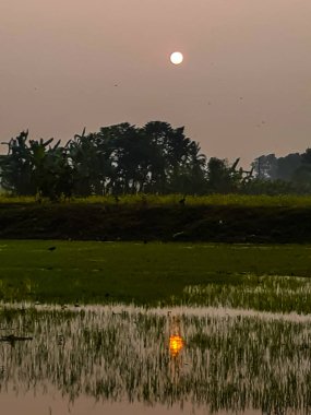 Gün batımında, yeşil tarlaların toprağı ve güneşi.