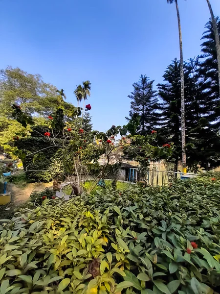 Árboles verdes en el parque y cielo azul brillante detrás . — Foto de Stock