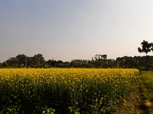 Green mustard land and yellow flower, blue sky and green background.