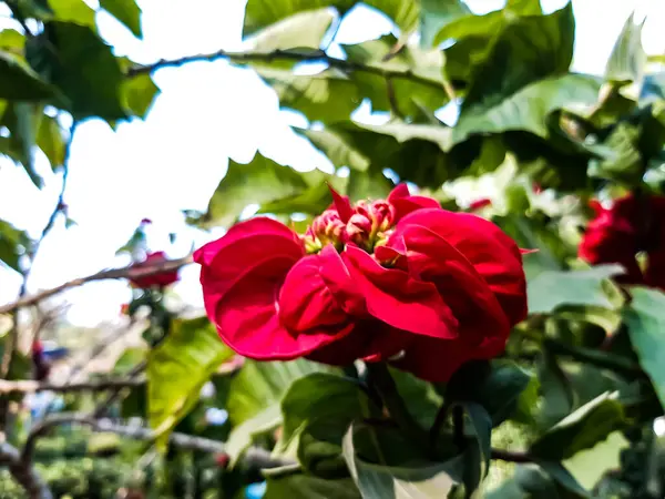 Color rojo rosa flor en el árbol verde . — Foto de Stock
