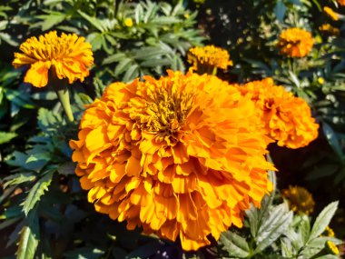 Yeşil arka planda sarı kadife çiçeğinin içine park et..