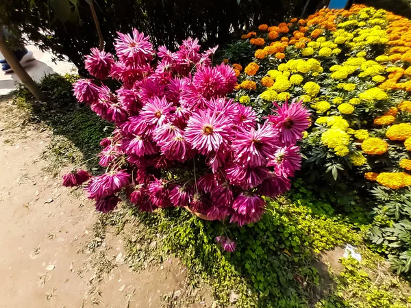 Amarelo calêndula e rosa flor de cor, fundo verde no parque . — Fotografia de Stock