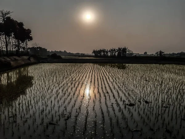 Arrozal Verde Índia Cultivando Terra Água Outras Árvores Pôr Sol — Fotografia de Stock