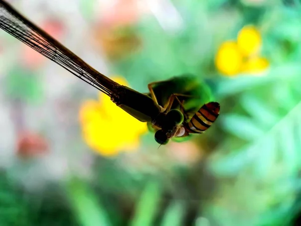 Libellule Manger Autre Insecte Assis Sur Les Boutons Fleurs Fond — Photo