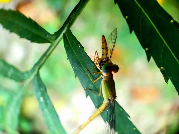 Libelle Die Een Ander Insect Eet Zittend Het Groene Blad — Stockfoto