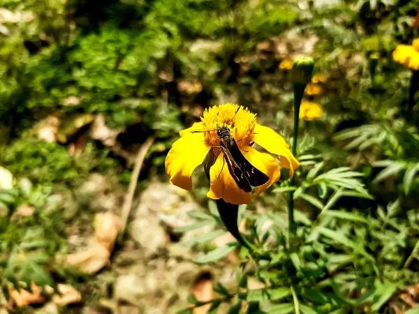 Jardín Aldea India Mariposa Sentada Flor Caléndula Amarilla Fondo Verde — Foto de Stock