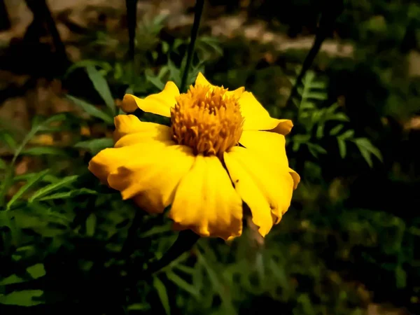 Gelbe Ringelblume Auf Dem Grünen Baum Und Grünem Hintergrund — Stockfoto