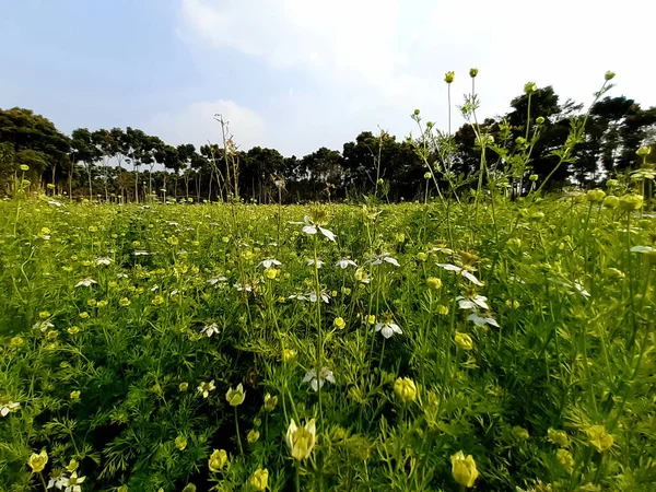 Campo Agricultura Verde Aldea India Flor Blanca Cielo Azul Claro — Foto de Stock