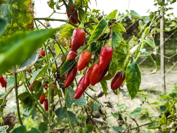 Rode Kleur Rijpe Paprika Groene Boom Het Een Plantaardige Landbouwgrond — Stockfoto