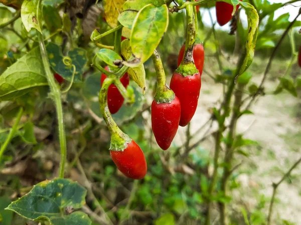 Rode Kleur Rijpe Paprika Groene Boom Het Een Plantaardige Landbouwgrond — Stockfoto