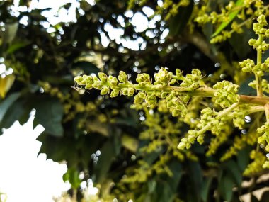 Yeşil mango ağaçları açık yeşil mango çiçekleri ve yeşil arkaplan, bu Hint doğası..