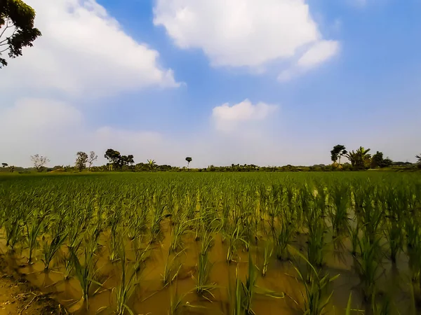 Aldeia Indiana Paddy Agricultura Terra Céu Azul Com Nuvens Brancas — Fotografia de Stock
