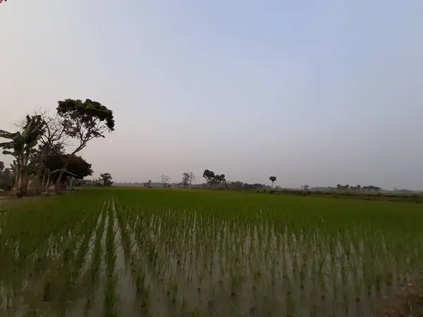 インドの村の農業分野 緑の水田と澄んだ青空 — ストック写真