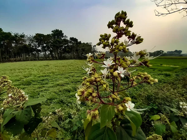 Indická Vesnice Zemědělství Země Bílá Tráva Květ Zelené Trávě Stromy — Stock fotografie