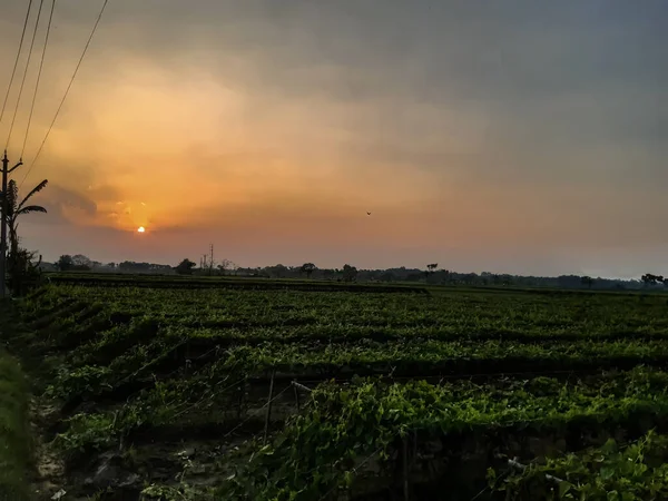 日没時間インドの村の農業の土地 緑のフィールドと太陽と雲の空 — ストック写真