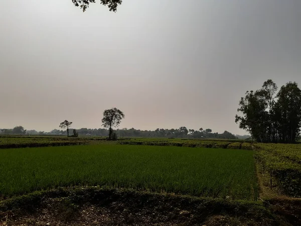 Indiase Dorp Landbouw Land Zonlicht Blauwe Hemel — Stockfoto
